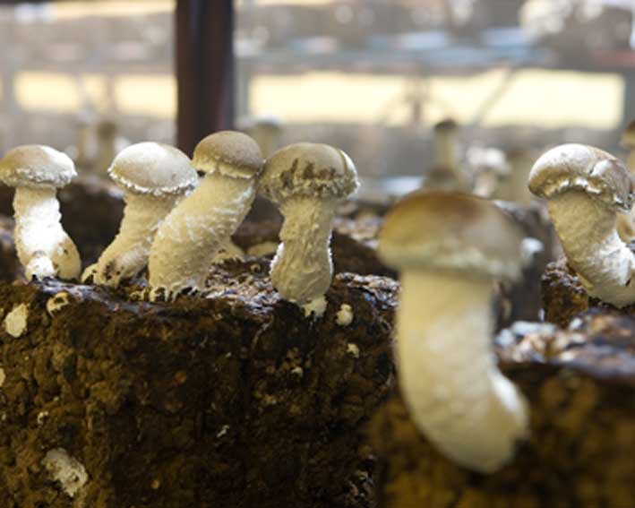 お徳用】松きのこ バラ 200g | 世羅きのこ園